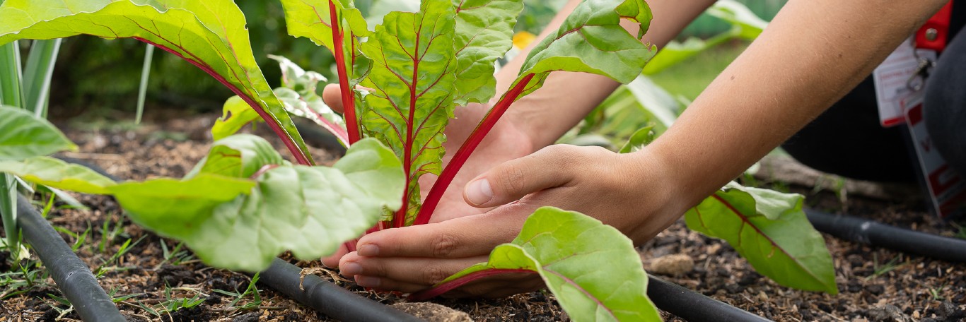 Sustainability Strategy
